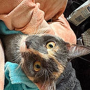 Chica joined the competition — help win amazing prizes! animal, blanket, cat, close_up, comfort, cozy, cute, domestic, eyes, feline, fur, indoor, pastel_colors, pet, resting, sleepy, soft, texture, warm, whiskers