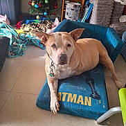 Lillie joined the competition — help win amazing prizes! dog, pet_bed, batman, indoor, floor, blanket, christmas_tree, decorations, collar, tags, furniture, shelf, toys, fabric, relaxed, looking_at_camera, light, home, messy, animal