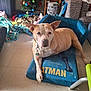 dog, pet_bed, batman, indoor, floor, blanket, christmas_tree, decorations, collar, tags, furniture, shelf, toys, fabric, relaxed, looking_at_camera, light, home, messy, animal
