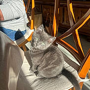 Willow a rejoint le concours — aidez-le/la à gagner de superbes lots ! cat, kitten, gray_cat, green_eyes, sunlight, chair, wooden_chair, cushion, indoor, pet, cute, fluffy, tail, shadow, portrait, furniture, person_arm, jeans, handbag, sunbeam