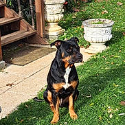 Kheops a rejoint le concours — aidez-le/la à gagner de superbes lots ! dog, grass, outdoor, plant_pot, stone, staircase, wood, sunlight, garden, pet, canine, nature, greenery, animal, sidewalk, daylight, quiet, sitting, calm, background