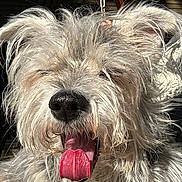 Chopper joined the competition — help win amazing prizes! dog, scruffy_dog, long_hair, shaggy_fur, white_fur, gray_fur, black_nose, pink_tongue, panting, happy, close_up, portrait, outdoor, sunlight, wooden_background, chain, animal, pet, funny, facial_expression