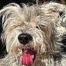dog, scruffy_dog, long_hair, shaggy_fur, white_fur, gray_fur, black_nose, pink_tongue, panting, happy, close_up, portrait, outdoor, sunlight, wooden_background, chain, animal, pet, funny, facial_expression