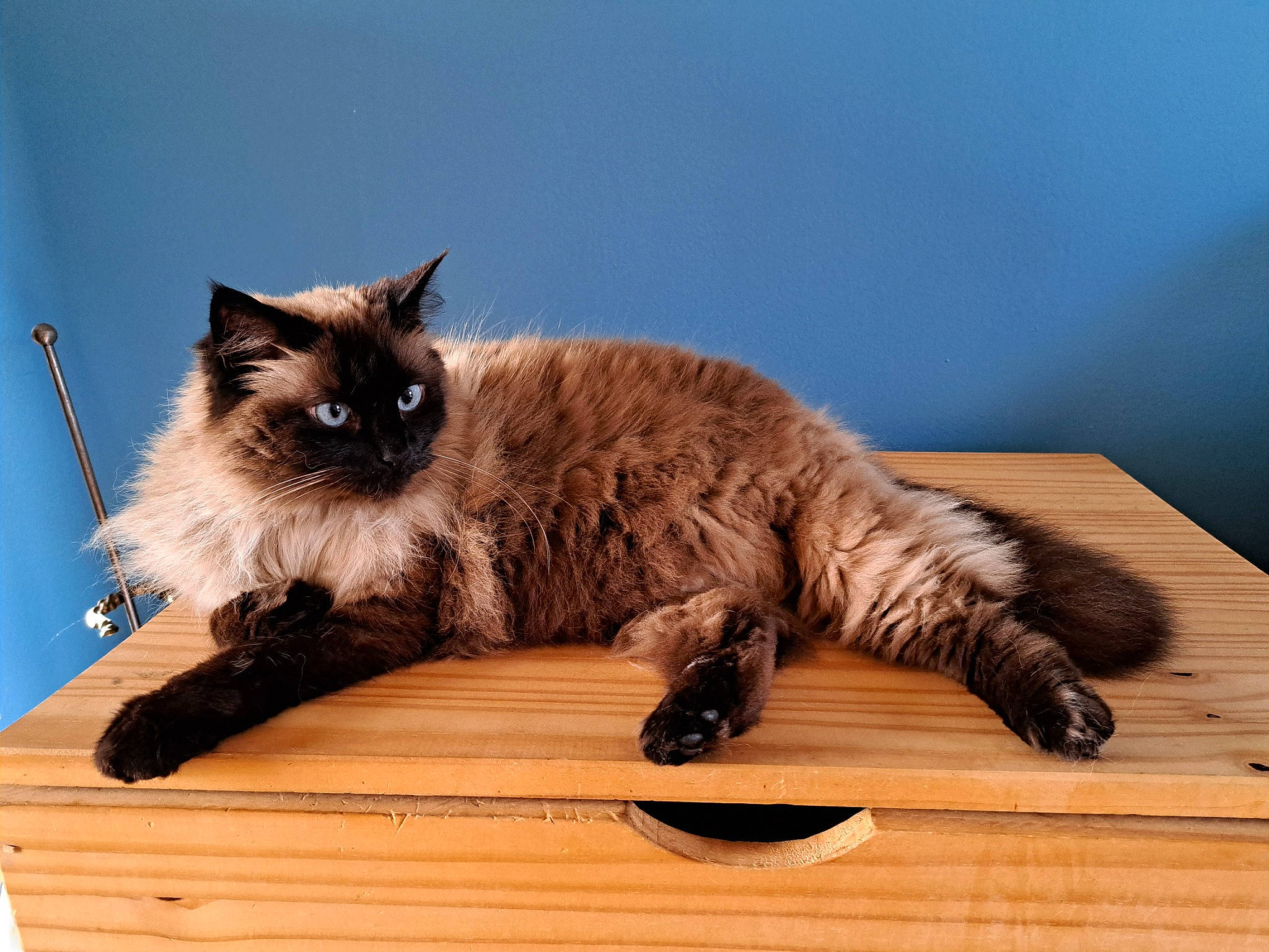 Jaya a rejoint le concours — aidez-le/la à gagner de superbes lots ! balinese, birman, carnivore, cat, comfort, fawn, felidae, flooring, fur, hardwood, laminate_flooring, siamese, small_to_medium_sized_cats, snout, tail, terrestrial_animal, whiskers, wood, wood_flooring, wood_stain