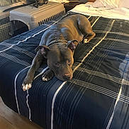Sensay is registered to the contest to win money with this photo: animal, bed, blanket, chain_collar, comforter, dog, ears, fan, fur, home, indoor, nose, pet, pet_crate, pillow, pit_bull, plaid, relaxed, resting, wood_floor