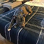 animal, bed, blanket, chain_collar, comforter, dog, ears, fan, fur, home, indoor, nose, pet, pet_crate, pillow, pit_bull, plaid, relaxed, resting, wood_floor