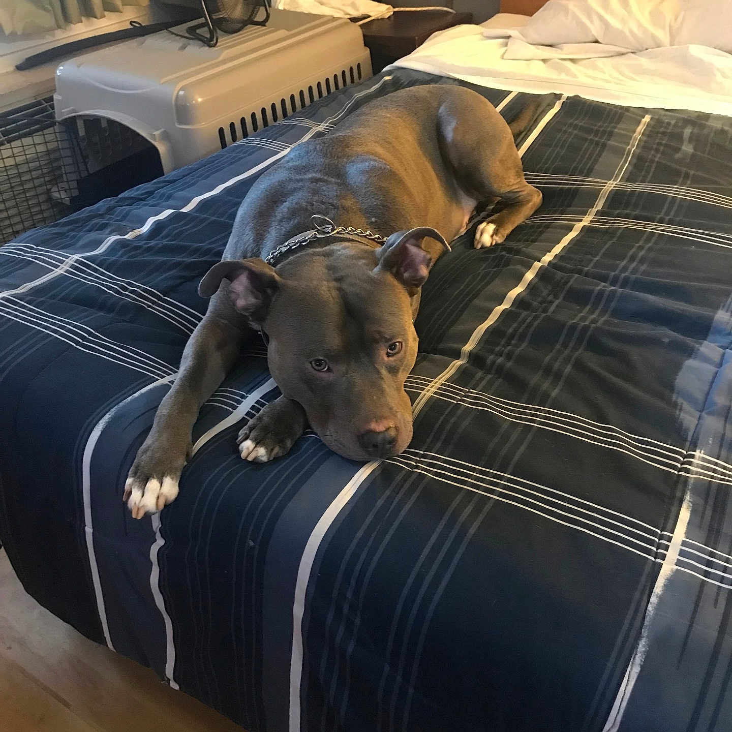Sensay is registered to the contest to win money with this photo: animal, bed, blanket, chain_collar, comforter, dog, ears, fan, fur, home, indoor, nose, pet, pet_crate, pillow, pit_bull, plaid, relaxed, resting, wood_floor