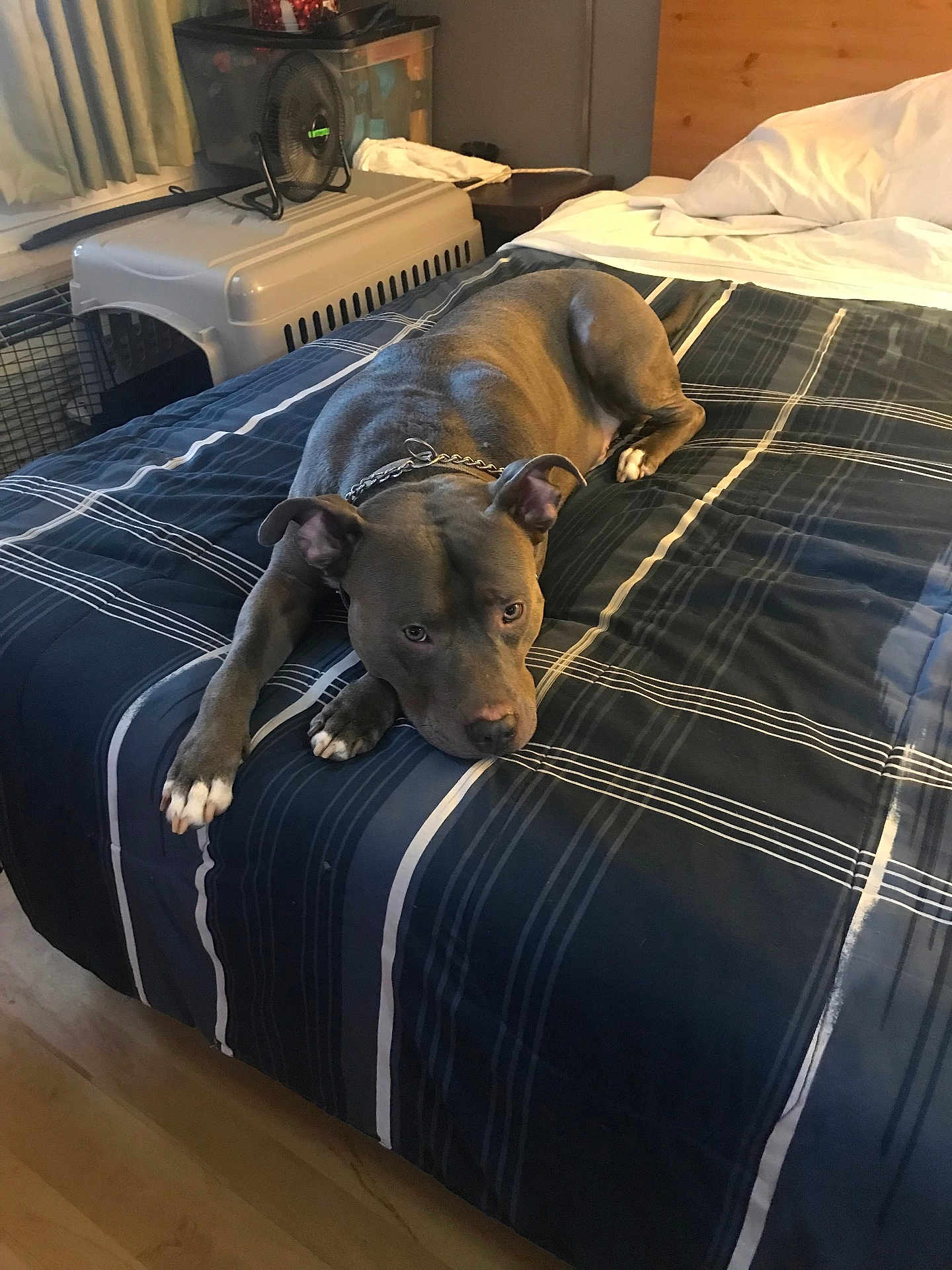 Sensay is registered to the contest to win money with this photo: animal, bed, blanket, chain_collar, comforter, dog, ears, fan, fur, home, indoor, nose, pet, pet_crate, pillow, pit_bull, plaid, relaxed, resting, wood_floor