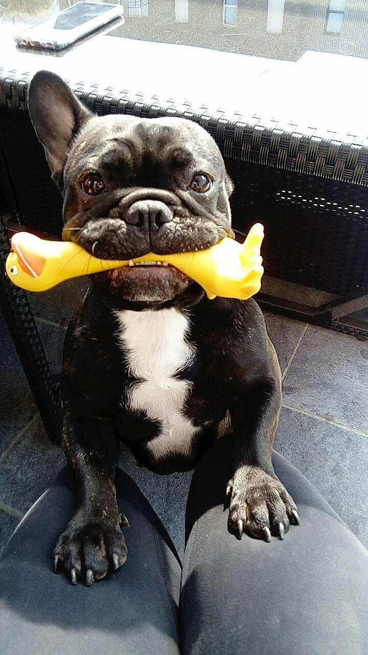 May-lee a rejoint le concours — aidez-le/la à gagner de superbes lots ! boston_terrier, bulldog, carnivoran, dog, dog_breed, dog_breed_group, dog_like_mammal, french_bulldog, mammal, non_sporting_group, olde_english_bulldogge, pug, snout, toy_bulldog, vertebrate