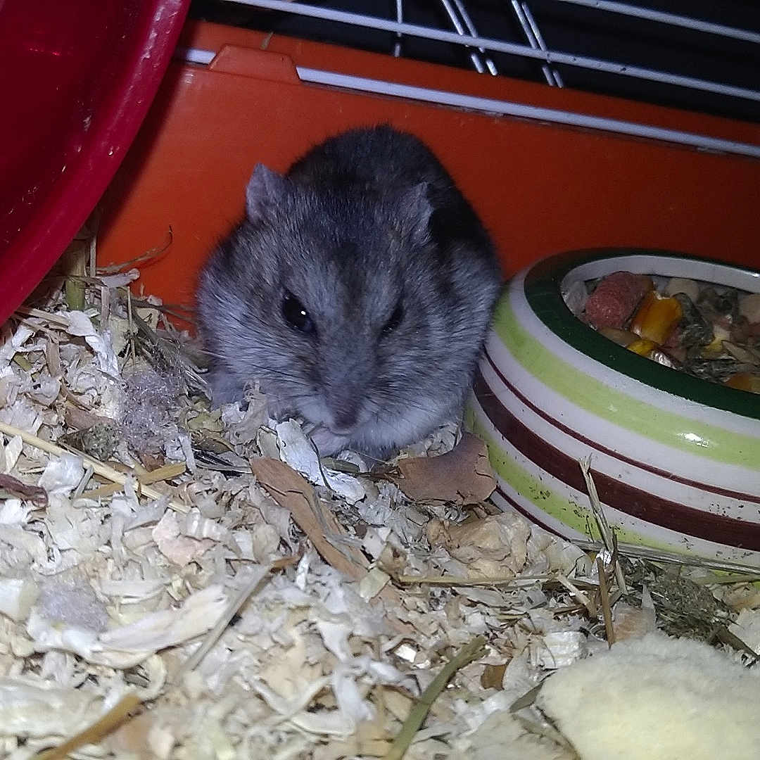 Noisette
