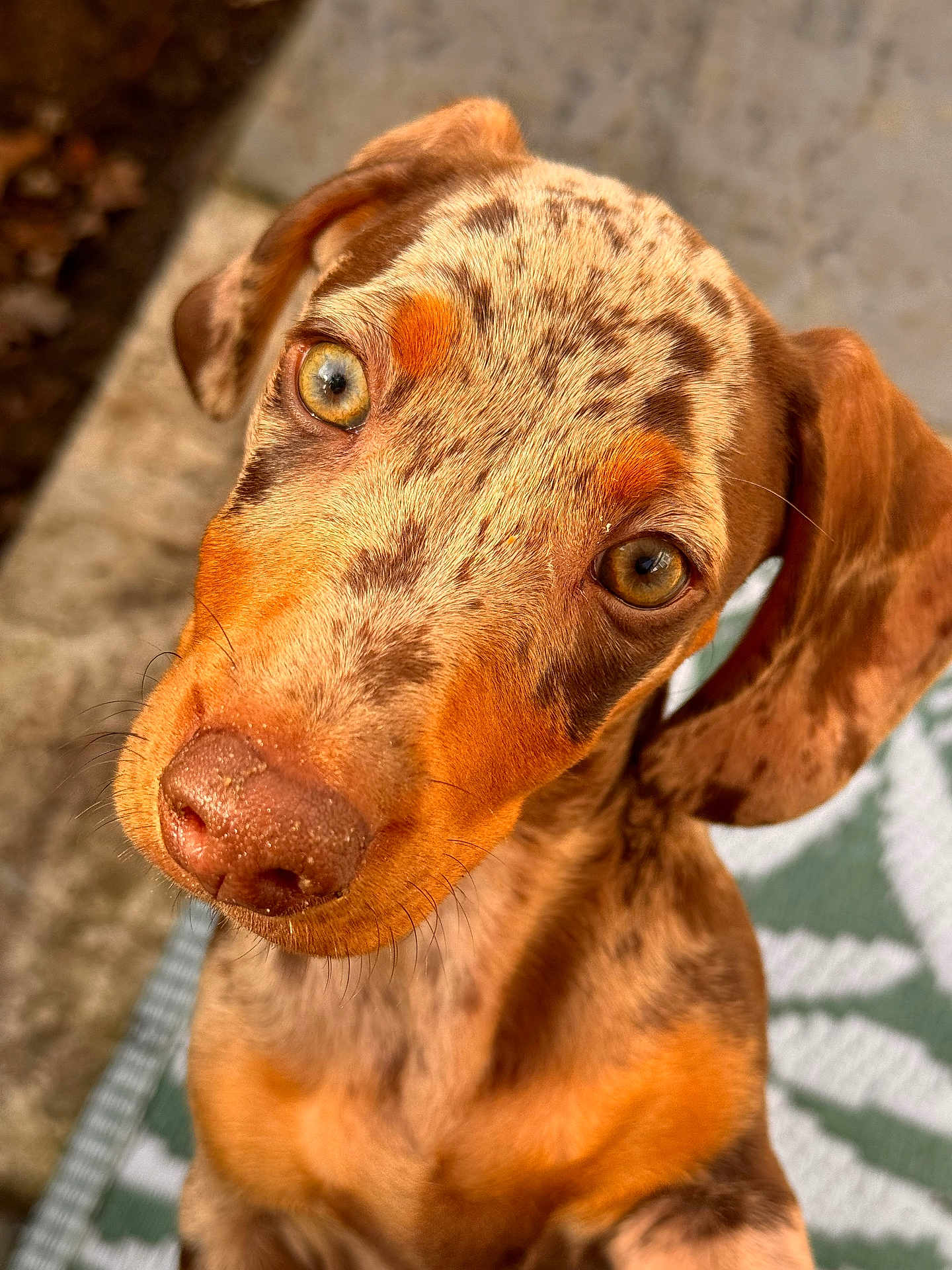 Rocky joined the competition — help win amazing prizes! dog, puppy, close_up, outdoor, brown, speckled, ears, nose, eyes, pet, canine, fur, portrait, animal, cute, curious, muzzle, whiskers, young, looking_up