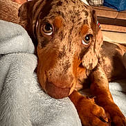 Rocky joined the competition — help win amazing prizes! dog, puppy, close_up, resting, blanket, indoor, cozy, brown_fur, speckled, paw, soft_texture, pet, animal, cute, looking_up, domestic, couch, relaxed, fur_pattern, companion