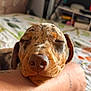 Rocky joined the competition — help win amazing prizes! dog, sleepy, close_up, resting, tattoo, arm, indoor, bed, blanket, snout, ears, fur, face, peaceful, cute, pet, animal, relaxing, cozy, portrait