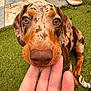 Rocky joined the competition — help win amazing prizes! dog, puppy, close_up, hand, grass, outdoor, brown, speckled, dachshund, pet, cute, animal, fur, nose, ears, playing, toy, footwear, garden, friendly