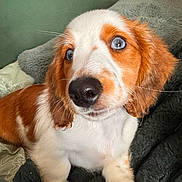 Gracie is registered to the contest to win money with this photo: puppy, dog, close_up, blue_eyes, fluffy, cute, pet, animal, indoor, blanket, cushion, comfort, relaxing, fur, whiskers, brown_and_white, young, portrait, nose, ears