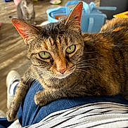 Gizzy is registered to the contest to win money with this photo: cat, tabby_cat, green_eyes, indoor, person, lap, furniture, blurred_background, gray_cat, wooden_floor, blue_bag, casual_clothing, striped_shirt, relaxed, pet, whiskers, ears, closeup, domestic_animal, comfortable
