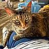 cat, tabby_cat, green_eyes, indoor, person, lap, furniture, blurred_background, gray_cat, wooden_floor, blue_bag, casual_clothing, striped_shirt, relaxed, pet, whiskers, ears, closeup, domestic_animal, comfortable