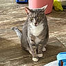 cat, gray_cat, white_paws, indoor, wooden_floor, trash_bin, pink_bin, tool_charger, blue_tool, yellow_duster, pet, animal, curious, sitting, fur, whiskers, domestic, household, flooring, close_up