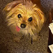 Stewie joined the competition — help win amazing prizes! canidae, carnivore, companion_dog, dog, dog_breed, dog_supply, fawn, font, fur, liver, maltepoo, puppy, small_terrier, snout, sporting_group, toy_dog, water_dog, whiskers, wood, working_animal