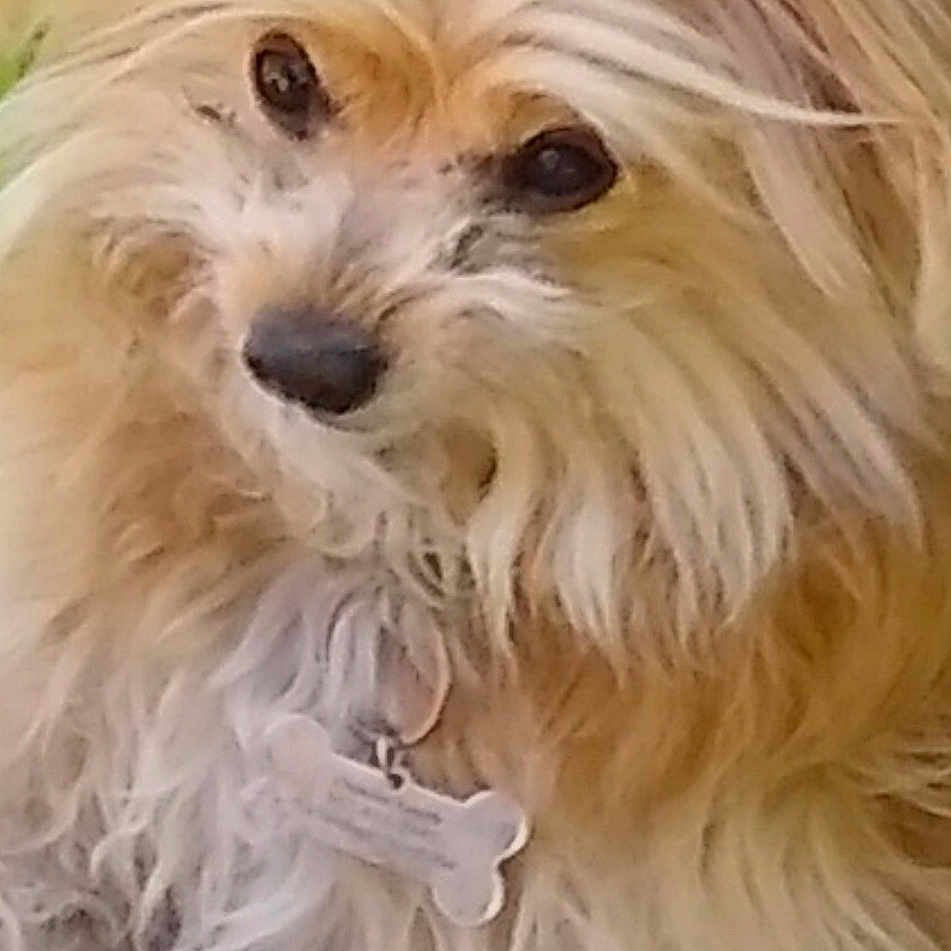 Stewie. Aka Monkey is registered to the contest to win money with this photo: dog, fluffy, fur, pet, animal, outdoor, collar, tag, cute, portrait, scruffy, brown, white, long_hair, small_dog, curious, face, ears, nose, closeup