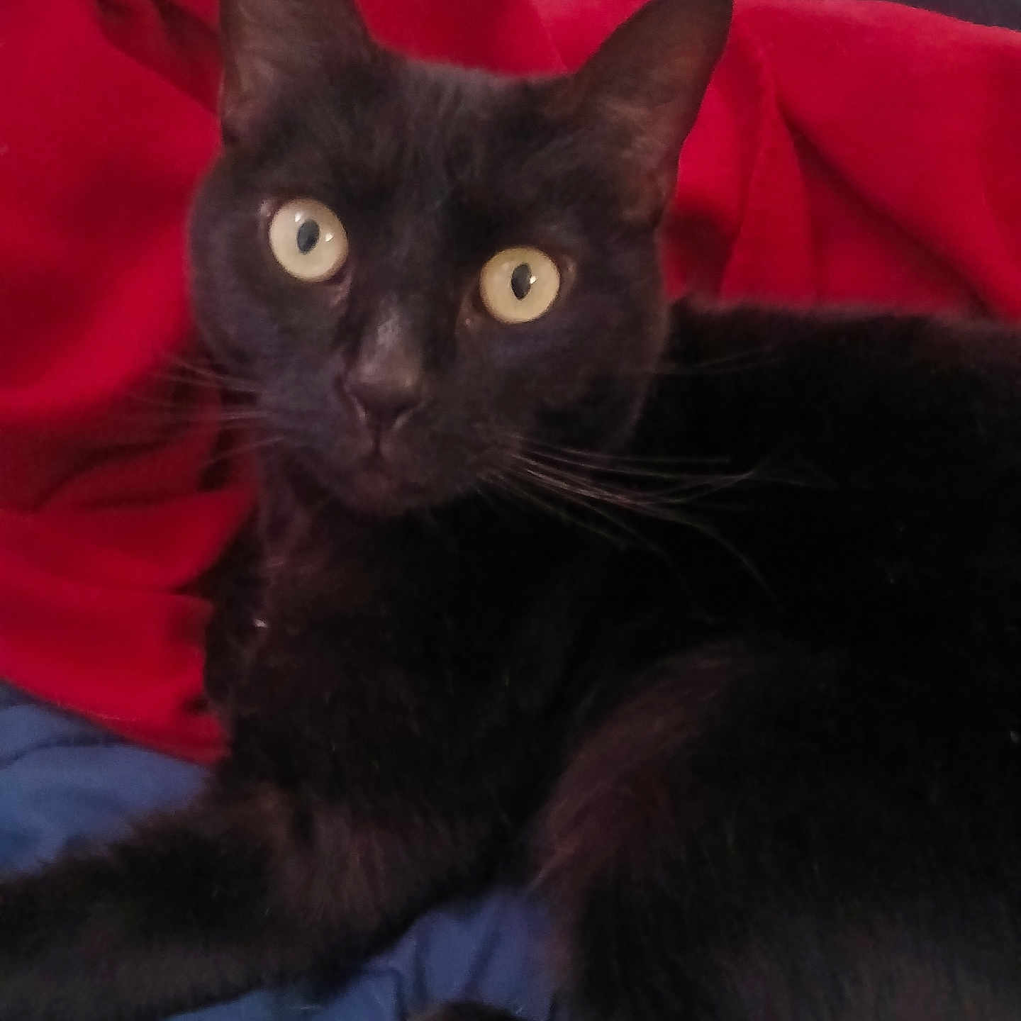 Penelope