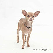 Dino joined the competition — help win amazing prizes!