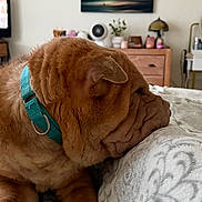 Jellyroll joined the competition — help win amazing prizes! dog, wrinkled_dog, brown_fur, close_up, pet, collar, teal_collar, sleeping, resting, indoor, bed, bedding, cozy, muzzle, snout, portrait, furniture, dresser, lamp, painting