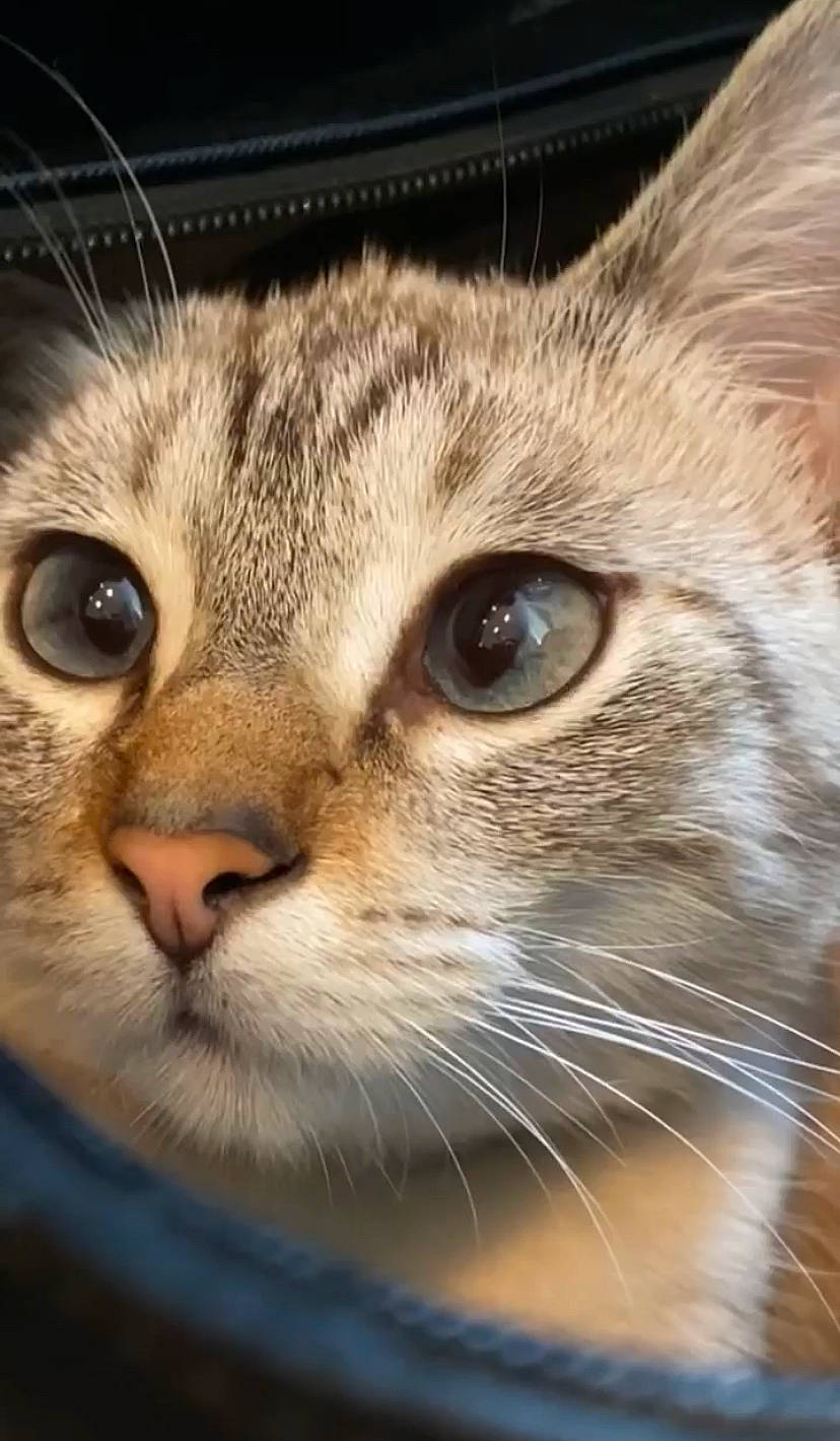 Moon a rejoint le concours — aidez-le/la à gagner de superbes lots ! carnivore, cat, domestic_short_haired_cat, felidae, fur, head, small_to_medium_sized_cats, snout, terrestrial_animal, whiskers, wildlife