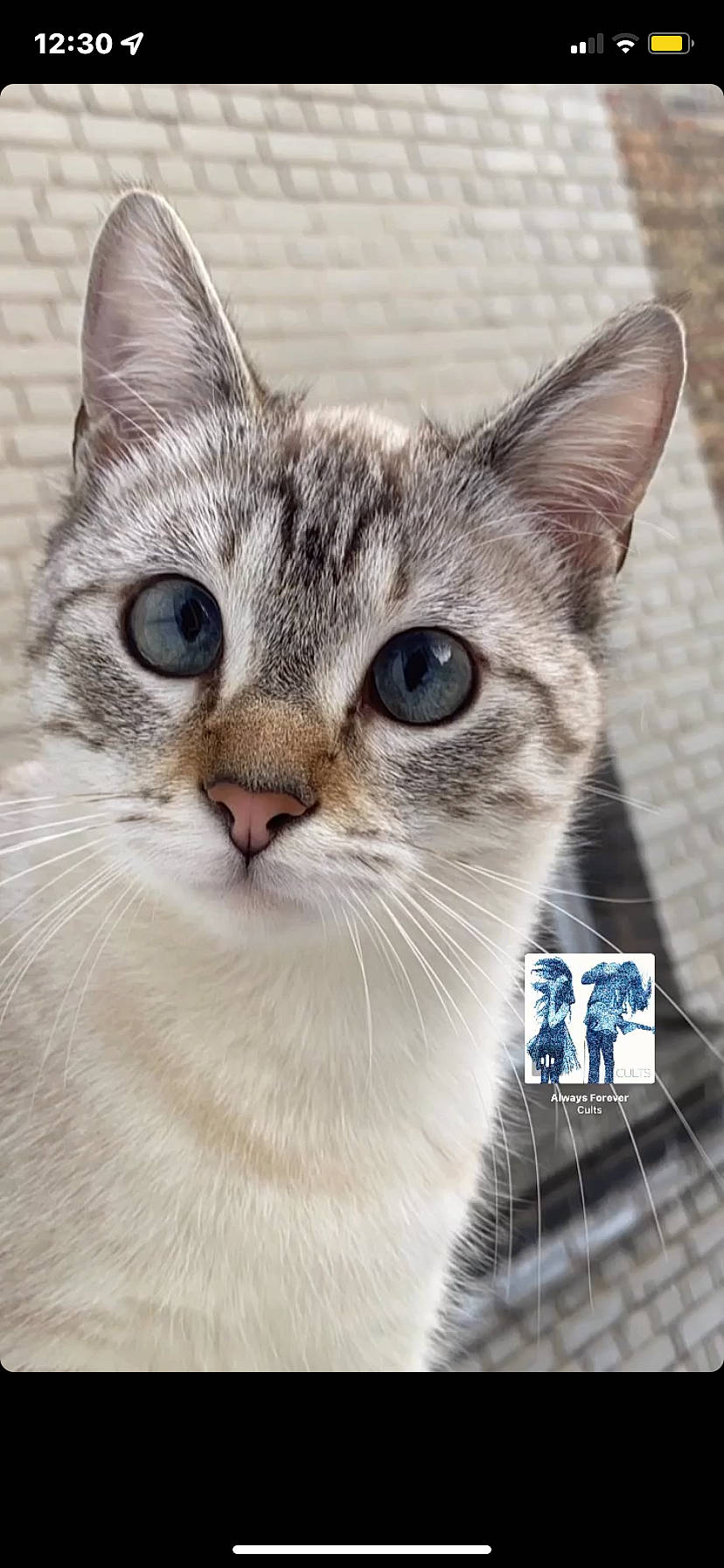 Moon participe au concours pour gagner de l'argent avec cette photo : carnivore, cat, collar, curious, domestic_short_haired_cat, felidae, fur, paw, pet_supply, photo_caption, small_to_medium_sized_cats, snout, whiskers, wildlife, window