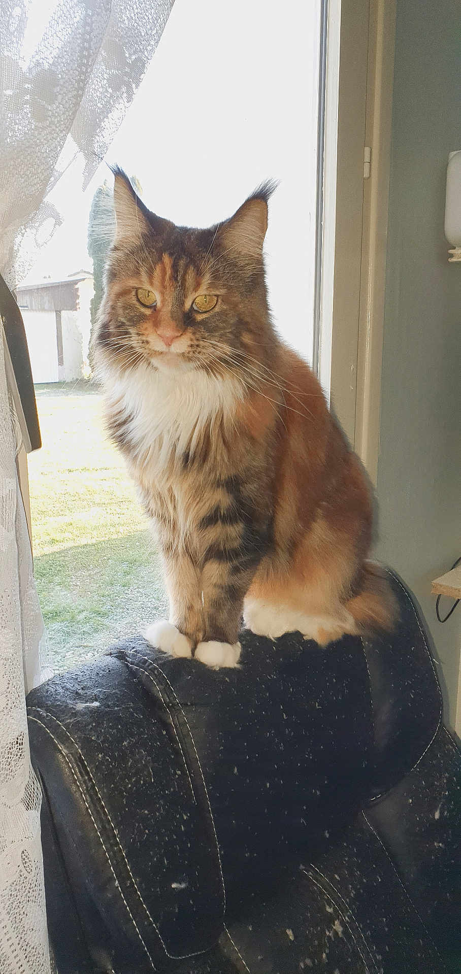 Evelyne Aubry a rejoint le concours — aidez-le/la à gagner de superbes lots ! cat, feline, fluffy, sitting, chair, window, curtain, indoor, pet, animal, fur, whiskers, ears, yellow_eyes, black_chair, sunlight, home, domestic, relaxed, portrait