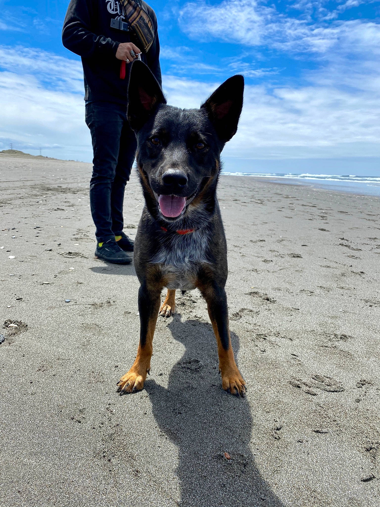 Davinci is registered to the contest to win money with this photo: adventure, australian_cattle_dog, australian_kelpie, beach, beauceron, canidae, carnivore, coast, dog, dog_breed, dog_walking, lancashire_heeler, mammal, sand, vacation, vertebrate, walking, working_dog