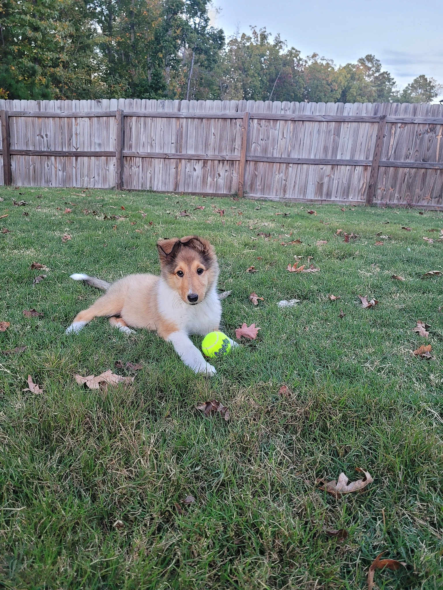 Lassie