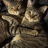Barnum And Bailey joined the competition — help win amazing prizes! cat, tabby, feline, pet, animal, fur, embrace, cuddle, cozy, closeup, sleepy, whiskers, ears, face, eyes, paw, domestic_animal, indoor, resting, friendship