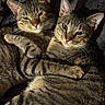cat, tabby, feline, pet, animal, fur, embrace, cuddle, cozy, closeup, sleepy, whiskers, ears, face, eyes, paw, domestic_animal, indoor, resting, friendship