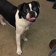 Slim joined the competition — help win amazing prizes! black_and_white, boston_terrier, canine, cardboard_box, carpet, dog, floor, happy, indoor, living_room, looking_up, packaging, paw, pet, shoe, slipper, snout, standing, tongue_out, wide_eyes