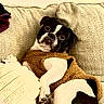 Slim is registered to the contest to win money with this photo: black_and_white, blanket, boston_terrier, couch, cozy, cute, dog, eyes, fur, home_interior, indoor, lying_down, paw, pet, pillow, portrait, relaxed, snout, sofa, sweater