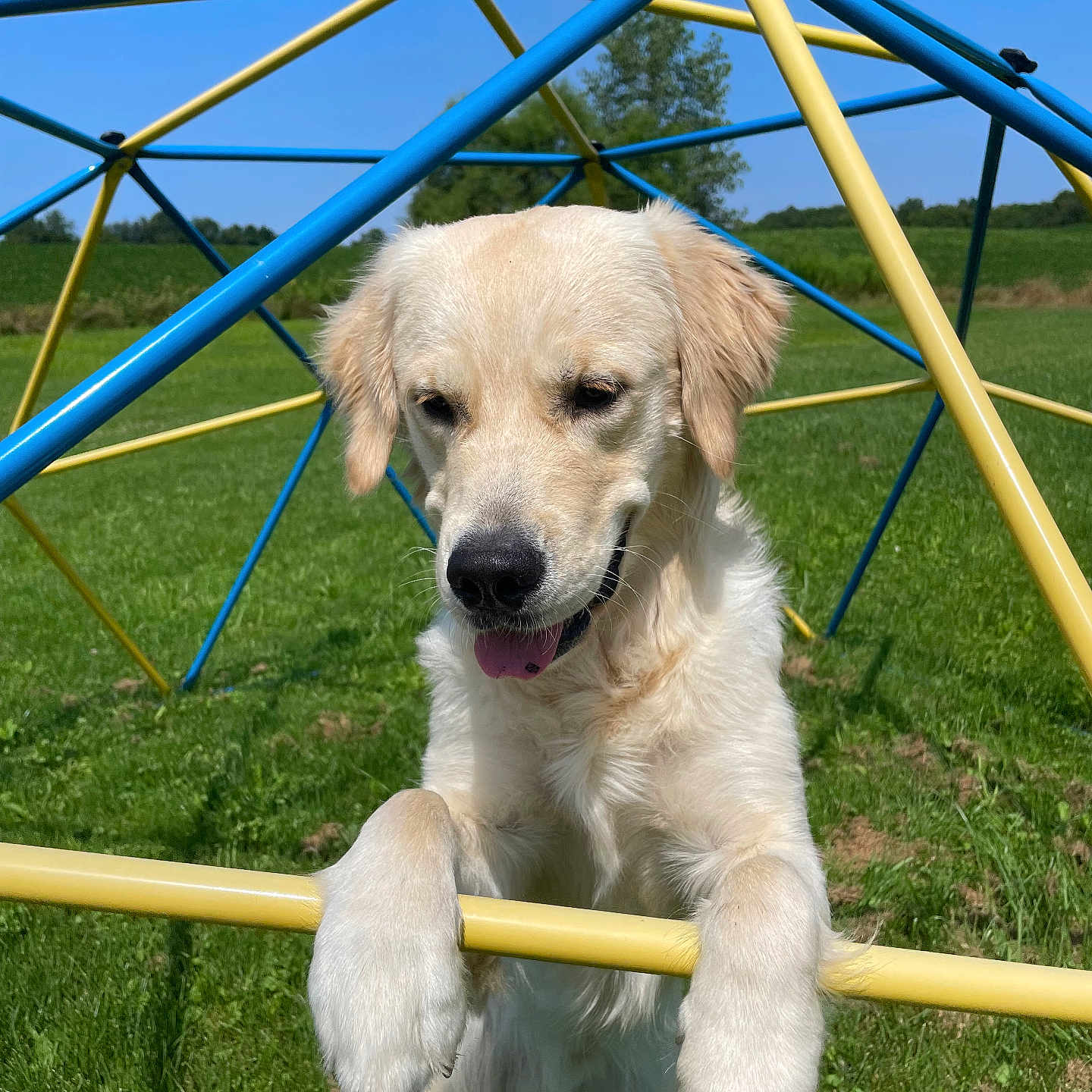 Max is registered to the contest to win money with this photo: animal, architecture, building, canine, dog, goldenretriever, grass, labradorretriever, lawn, nature, outdoorplayarea, outdoors, park, pet, plant, playarea, puppy, shelter, summer, whitedog
