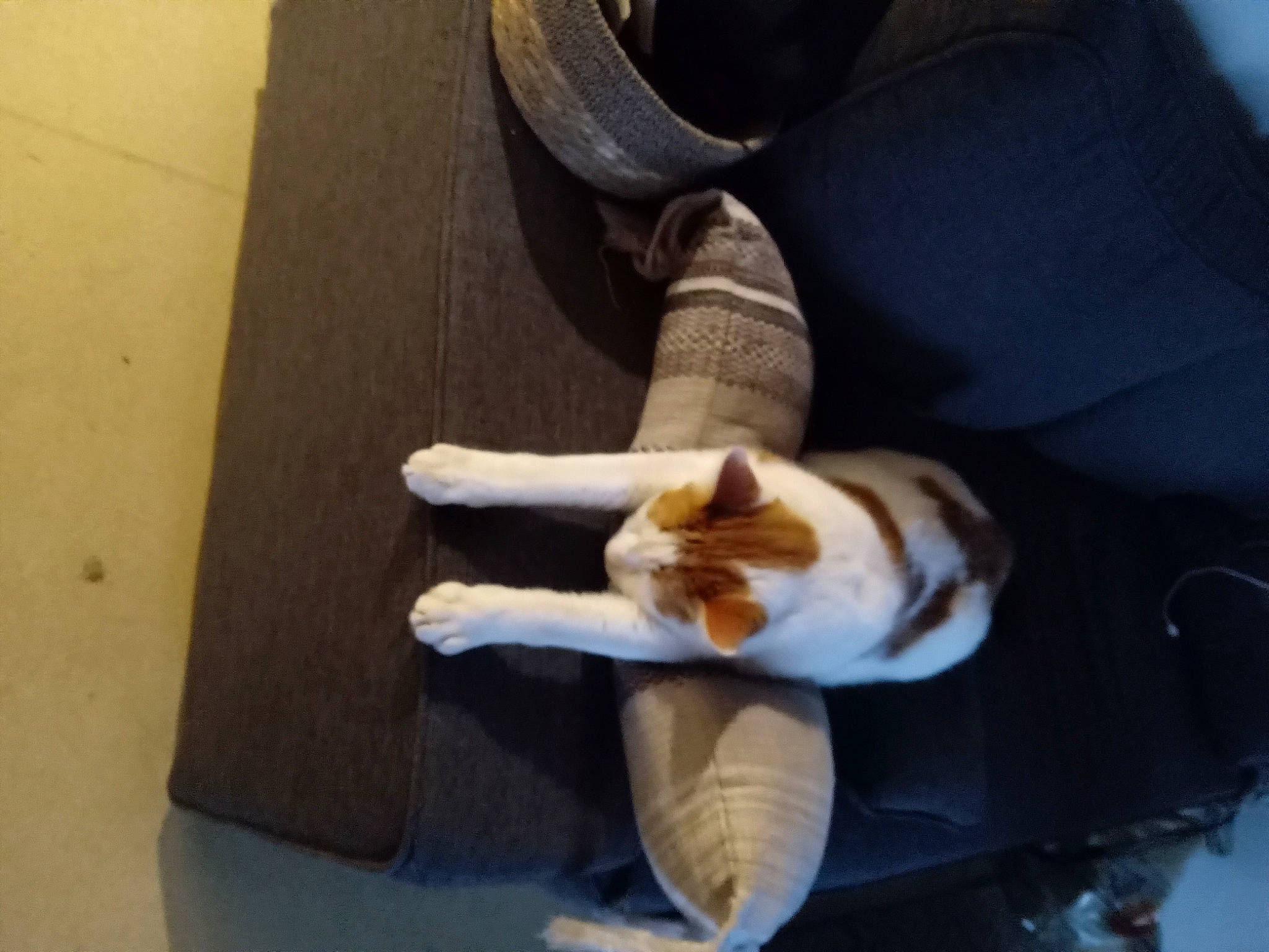 Miou participe au concours pour gagner de l'argent avec cette photo : carnivore, cat, comfort, fawn, felidae, flooring, foot, hand, hardwood, human_leg, knee, lap, leg, shoe, small_to_medium_sized_cats, sock, tail, thigh, whiskers, wood