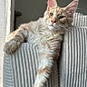 Vity participe au concours pour gagner de l'argent avec cette photo : animal, beige, calm, cat, couch, domestic_cat, ears, fluffy, furniture, indoor, long_paw, majestic, pet, portrait, relaxed, resting, sunlight, texture, whiskers, window_light