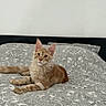 Vity a rejoint le concours — aidez-le/la à gagner de superbes lots ! animal, bed, bedding, cat, curious, cute, domestic_cat, ears, feline, fur, ginger_cat, head, home, indoor, laying, paisley_pattern, paws, pet, resting, whiskers