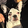 Alice is registered to the contest to win money with this photo: dog, french_bulldog, puppy, pet, portrait, ears, face, nose, owner, beard, human_hand, sunlight, shadow, close_up, indoors, sitting, whiskers, expression, white_fur, black_fur