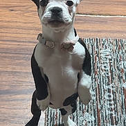 Alice joined the competition — help win amazing prizes! dog, puppy, boston_terrier, standing, hardwood_floor, area_rug, collar, ears_up, black_and_white, pet, looking_up, indoor, paws, cute, playful, portrait, flooring, vertical_photo, front_view, small_dog