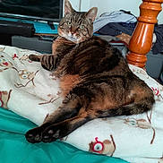 Muffin is registered to the contest to win money with this photo: cat, tabby_cat, pet, bed, blanket, paw, whiskers, green_eyes, indoor, wooden_bedpost, television, remote_control, cozy, lying_down, bedding, patterned_blanket, fur, relaxed, portrait, household_items