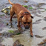 dog, brown_dog, water, beach, seaweed, sand, outdoor, animal, pet, collar, nature, walking, shallow_water, wet, canine, curious, daylight, coast, muddy, exploring