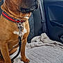 dog, brown_dog, collar, leash, car_interior, backseat, blanket, window, seatbelt, pet, animal, canine, fur, sitting, indoors, daylight, resting, vehicle, seat, looking_out