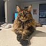 cat, tabby, fluffy, feline, pet, indoor, kitchen_counter, relaxed, animal, whiskers, ears, paws, fur, domestic, house, window, fan, television, room, light