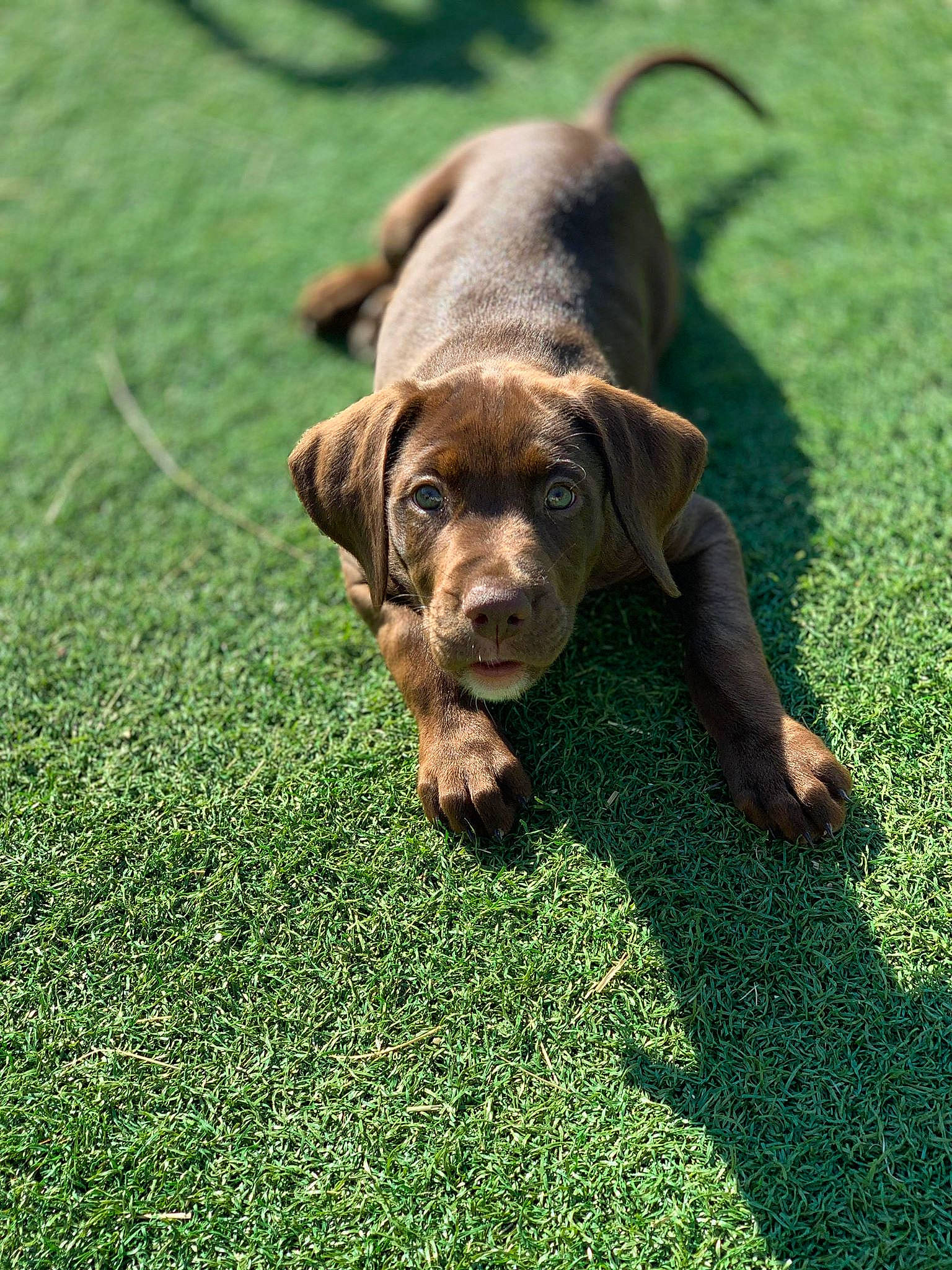 Pounky participe au concours pour gagner de l'argent avec cette photo : canidae, carnivore, companion_dog, dog, dog_breed, fawn, grass, hunting_dog, lawn, liver, mammal, plant, puppy, rare_breed_dog, sporting_group, vertebrate, vizsla
