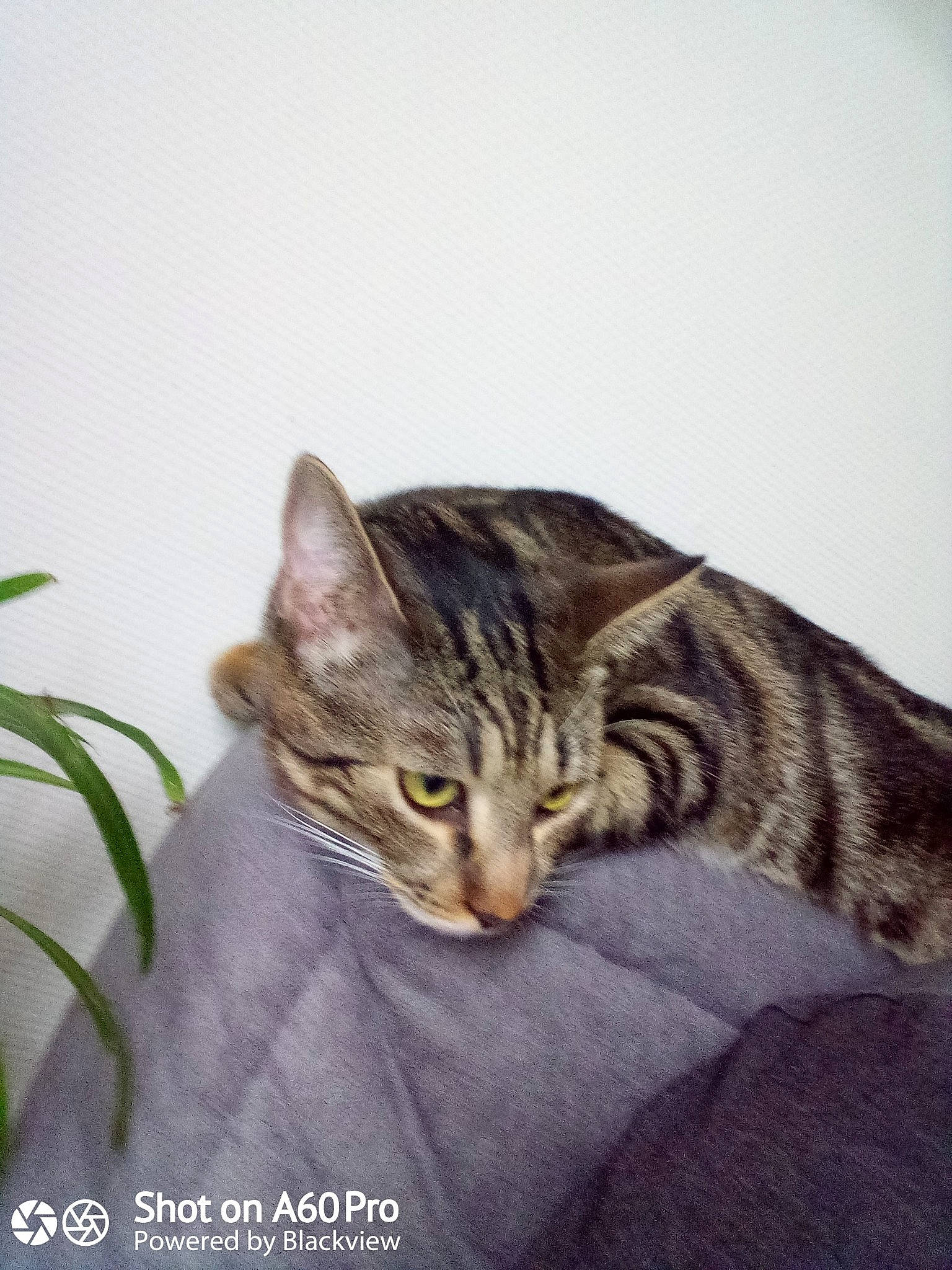 Tigrou participe au concours pour gagner de l'argent avec cette photo : carnivore, cat, domestic_short_haired_cat, eye, felidae, fur, grass, paw, plant, small_to_medium_sized_cats, snout, tail, terrestrial_animal, terrestrial_plant, whiskers, wildlife