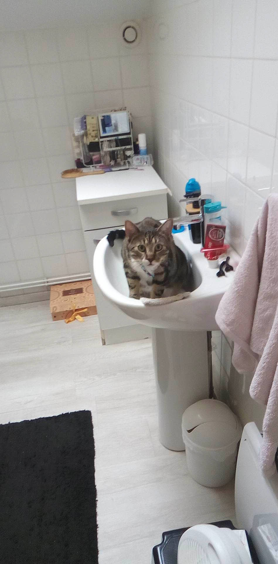 Tigrou a rejoint le concours — aidez-le/la à gagner de superbes lots ! bathroom, bottle, carnivore, cat, cat_supply, comfort, domestic_short_haired_cat, felidae, flooring, fur, hardwood, pet_supply, plumbing, plumbing_fixture, room, sink, small_to_medium_sized_cats, tail, toilet, whiskers