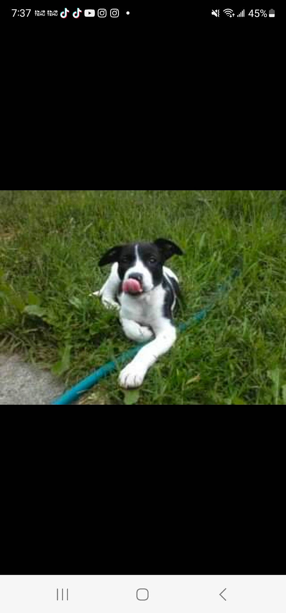 Lady joined the competition — help win amazing prizes! boston_terrier, canidae, carnivore, companion_dog, dog, dog_breed, dog_collar, grass, non_sporting_group, photo_caption, plant, sporting_group, tail, toy_dog, working_animal, working_dog